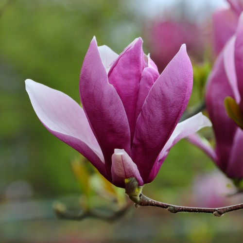 Magnolia Susan - fioletowe kwiaty
