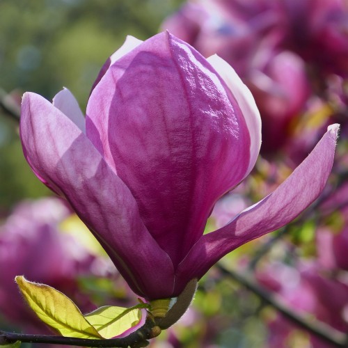 Magnolia Susan - fioletowe kwiaty