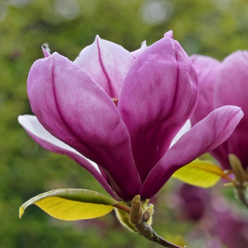 Magnolia Susan - fioletowe kwiaty