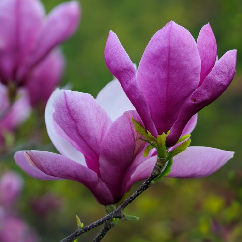 Magnolia Susan - fioletowe kwiaty