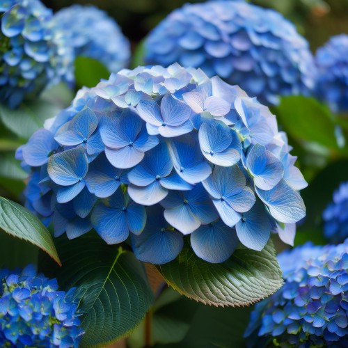 hortensja-ogrodowa-early-blue-hydrangea-macrophylla-niebieskie-kwiaty-gesty-krzew-ozdobny-sadzonka-sadzonki-zielona-para-zielonapara