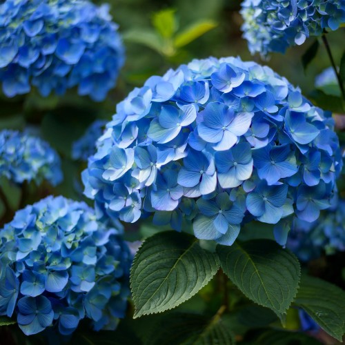 Hortensja ogrodowa niebieska  Early Blue