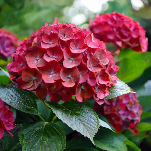 Hortensja ogrodowa czerwona Royal Red
