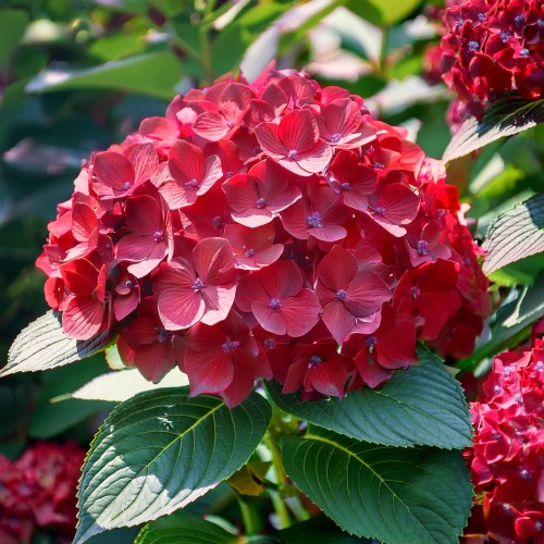 hortensja-ogrodowa-royal-red-hydrangea-macrophylla-czerwone-kwiaty-gesty-krzew-ozdobny-sadzonka-sadzonki-zielona-para-zielonapara