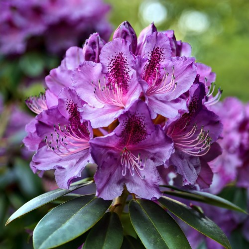 rozanecznik-polarnacht-rhododendron-ciemnofioletowe-kwiaty-zimozielony-gesty-krzew-ozdobny-sadzonka-sadzonki-zielona-para-zielonapara