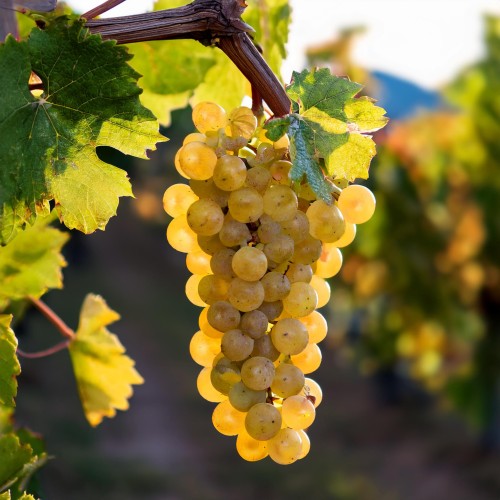 winogron-winorosl-cayuga-white-vitis-vinifera-jasne-owoce-wczesna-odmiana-sadzonka-sadzonki-zielona-para-zielonapara