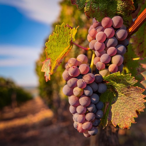 winorośl-winogron-Vitis-chrupka-rozowa-zielonapara-zielona-para-sadzonka-0684.jpg