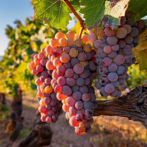 winorośl-winogron-Vitis-chrupka-rozowa-zielonapara-zielona-para-sadzonka-0684.jpg