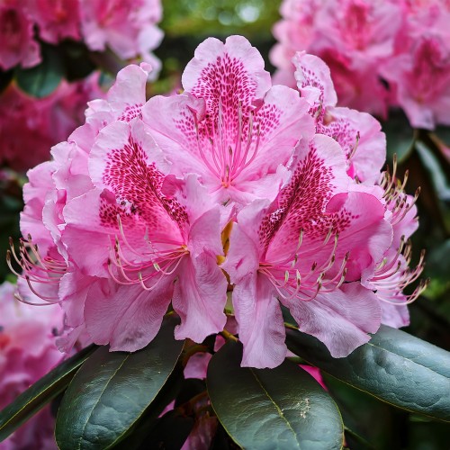 Różanecznik Roseum Elegance  (Rhododendron)