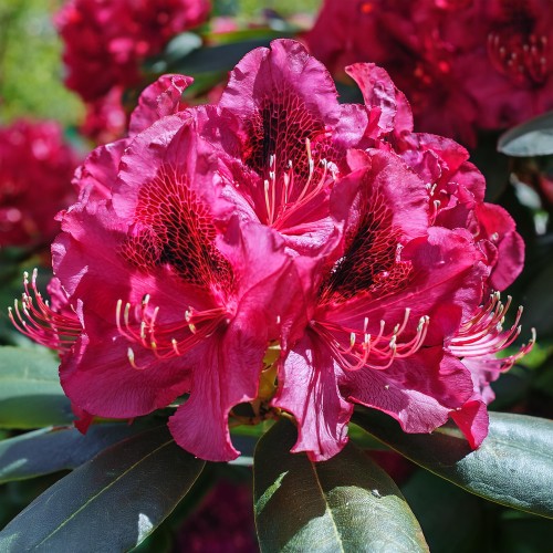 różanecznik-Rhododendron-zielonapara-zielona-para-sadzonka-0665.jpg