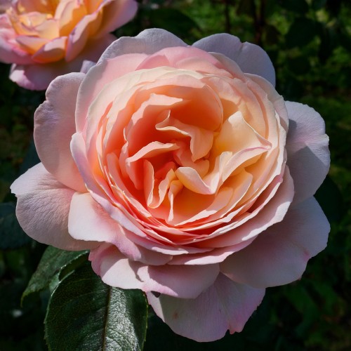 róża-orientalna-Rosa-orientalis-zielonapara-zielona-para-sadzonka-0417.jpg