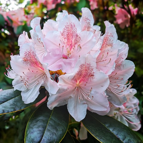 różanecznik-Rhododendron-zielonapara-zielona-para-sadzonka-.jpg