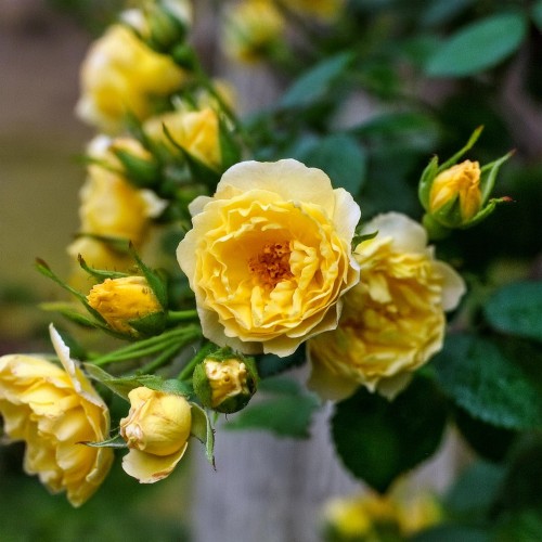 roza-miniaturowa-pnaca-rosa-lizzy-zielonapara-sadzonka-duza-zdrowa-rozowe-kwiaty