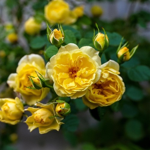 roza-miniaturowa-pnaca-rosa-lizzy-zielonapara-sadzonka-duza-zdrowa-rozowe-kwiaty