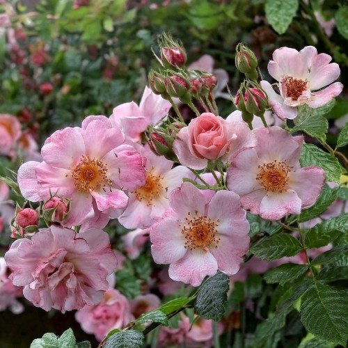 Róża okrywowa LandFrauen Rose