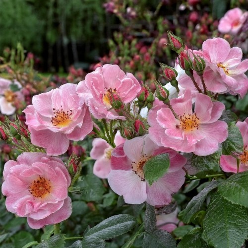 roza-okrywowa-landfrauen-rose-rosa-okrywowa-rozowe-kwiaty-odporna-na-choroby-sadzonka-sadzonki-zielona-para-zielonapara
