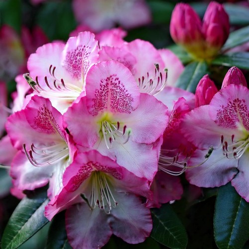 różanecznik-Rhododendron-zielonapara-zielona-para-sadzonka-0665.jpg