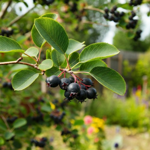 smoky-swidosliwa-kanadyjska-amelanchier-canadensis-biale-kwiaty-jadalne-owoce-krzew-ozdobny-sadzonka-sadzonki-zielona-para-zielonapara