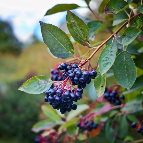 smoky-swidosliwa-kanadyjska-amelanchier-canadensis-biale-kwiaty-jadalne-owoce-krzew-ozdobny-sadzonka-sadzonki-zielona-para-zielonapara