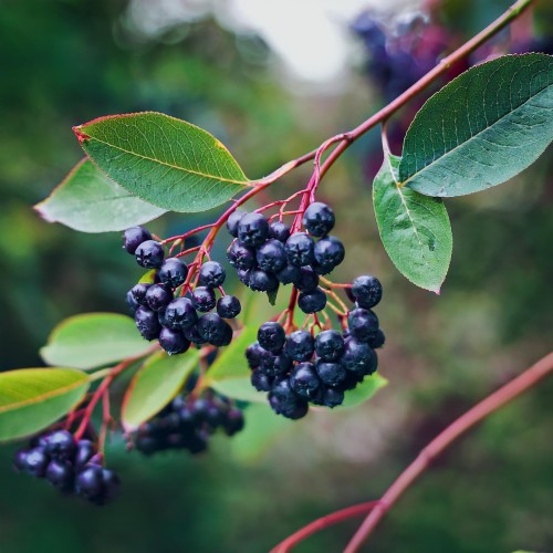 smoky-swidosliwa-kanadyjska-amelanchier-canadensis-biale-kwiaty-jadalne-owoce-krzew-ozdobny-sadzonka-sadzonki-zielona-para-zielonapara