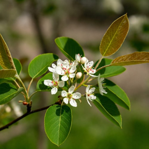 smoky-swidosliwa-kanadyjska-amelanchier-canadensis-biale-kwiaty-jadalne-owoce-krzew-ozdobny-sadzonka-sadzonki-zielona-para-zielonapara