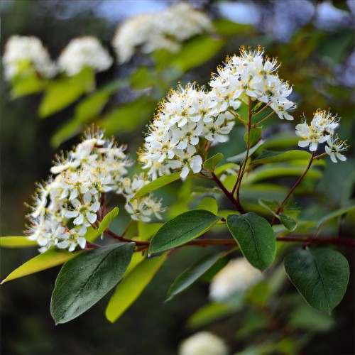 lamarcka-swidosliwa-kanadyjska-amelanchier-canadensis-biale-kwiaty-jadalne-owoce-krzew-ozdobny-sadzonka-sadzonki-zielona-para-zielonapara