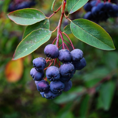lamarcka-swidosliwa-kanadyjska-amelanchier-canadensis-biale-kwiaty-jadalne-owoce-krzew-ozdobny-sadzonka-sadzonki-zielona-para-zielonapara
