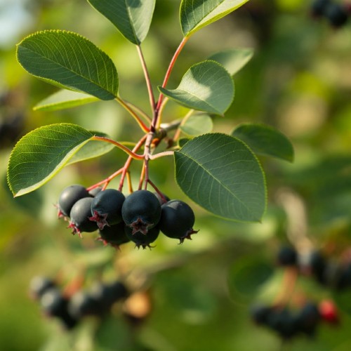 krasnorajska-swidosliwa-kanadyjska-amelanchier-canadensis-biale-kwiaty-jadalne-owoce-krzew-ozdobny-sadzonka-sadzonki-zielona-para-zielonapara