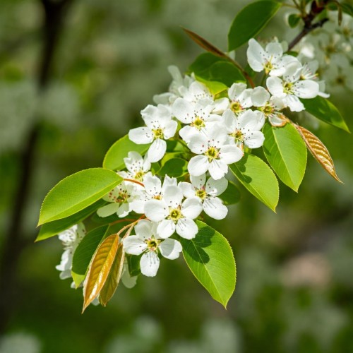 sleyt-swidosliwa-kanadyjska-amelanchier-canadensis-biale-kwiaty-jadalne-owoce-krzew-ozdobny-sadzonka-sadzonki-zielona-para-zielonapara