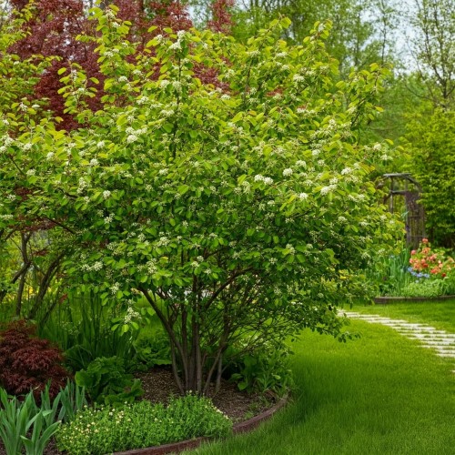 krasnorajska-swidosliwa-kanadyjska-amelanchier-canadensis-biale-kwiaty-jadalne-owoce-krzew-ozdobny-sadzonka-sadzonki-zielona-para-zielonapara