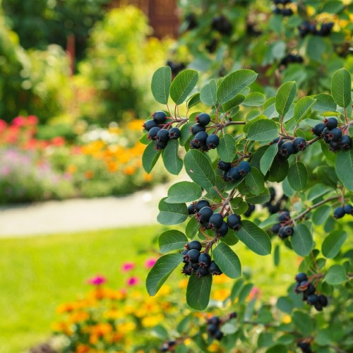 krasnorajska-swidosliwa-kanadyjska-amelanchier-canadensis-biale-kwiaty-jadalne-owoce-krzew-ozdobny-sadzonka-sadzonki-zielona-para-zielonapara