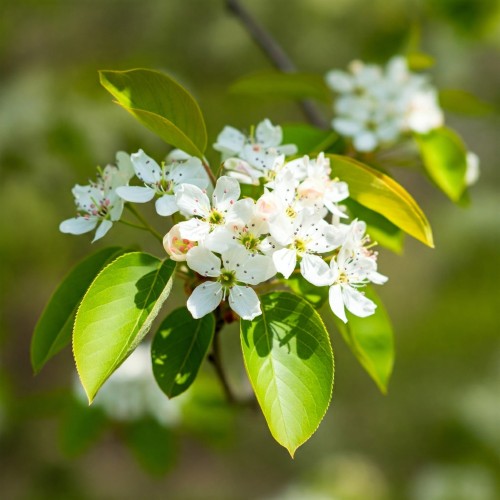 krasnorajska-swidosliwa-kanadyjska-amelanchier-canadensis-biale-kwiaty-jadalne-owoce-krzew-ozdobny-sadzonka-sadzonki-zielona-para-zielonapara