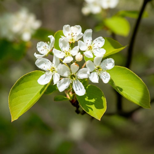 pembina-swidosliwa-kanadyjska-amelanchier-canadensis-biale-kwiaty-jadalne-owoce-krzew-ozdobny-sadzonka-sadzonki-zielona-para-zielonapara