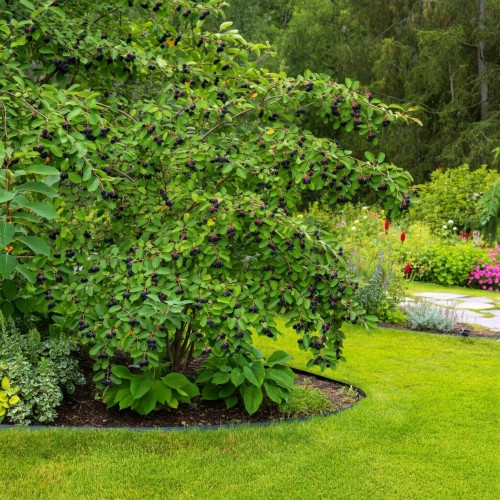 swidosliwa-kanadyjska-amelanchier-canadensis-biale-kwiaty-jadalne-owoce-krzew-ozdobny-sadzonka-sadzonki-zielona-para-zielonapara