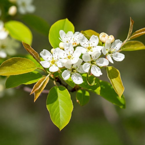 swidosliwa-kanadyjska-amelanchier-canadensis-biale-kwiaty-jadalne-owoce-krzew-ozdobny-sadzonka-sadzonki-zielona-para-zielonapara