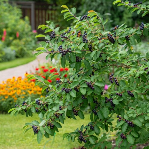 swidosliwa-kanadyjska-amelanchier-canadensis-biale-kwiaty-jadalne-owoce-krzew-ozdobny-sadzonka-sadzonki-zielona-para-zielonapara