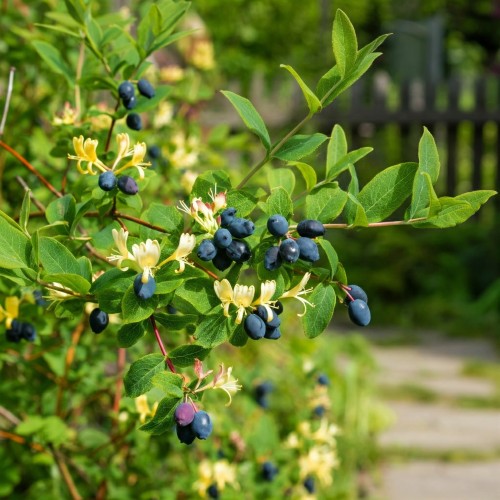 jagoda-kamczacka-wojtek-p9-lonicera-caerulea-wczesna-odmiana-slodkie-owoce-miododajna-sadzonka-sadzonki-zielona-para-zielonapara