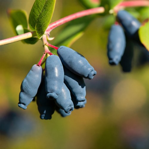 jagoda-kamczacka-wojtek-p9-lonicera-caerulea-wczesna-odmiana-slodkie-owoce-miododajna-sadzonka-sadzonki-zielona-para-zielonapara