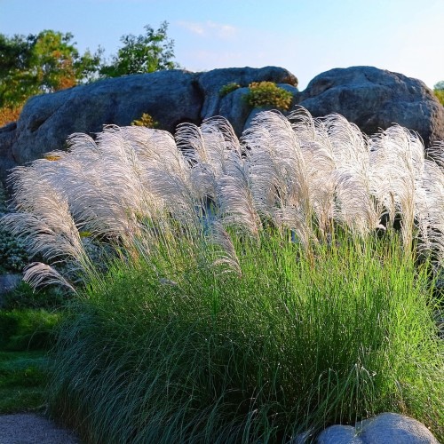 miskant-chinski-miscanthus-sinensis-zielonapara-sadzonka-duza-zdrowa-wysoki-ozdobne-kwiatostany.jpg