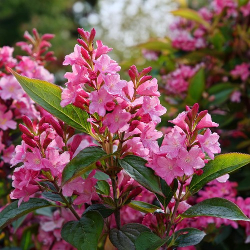 krzewuszka-weigela-zielonapara-sadzonka-duza-zdrowa-rozowe-kwiaty.jpg