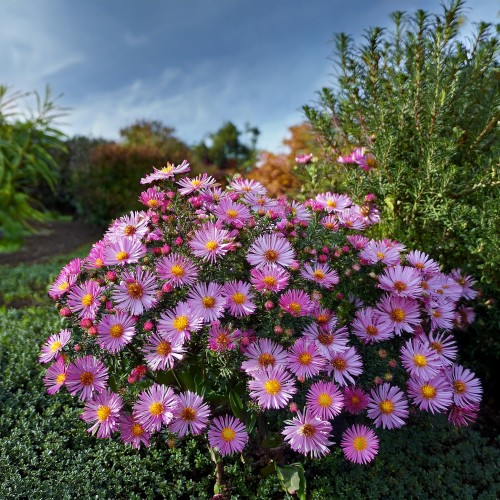 aster-krzaczasty-aster-dumosus-alice-haslam-zielonapara-sadzonka-duza-zdrowa-rozowe-kwiaty