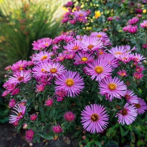 aster-krzaczasty-aster-dumosus-alice-haslam-zielonapara-sadzonka-duza-zdrowa-rozowe-kwiaty