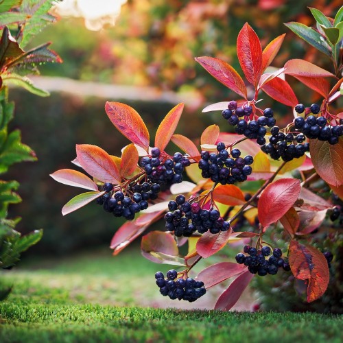 aronia-czarnoowocowa-aronia-melanocarpa-zielonapara-sadzonka-duza-zdrowa-jadalne-owoce