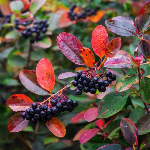 aronia-czarnoowocowa-aronia-melanocarpa-zielonapara-sadzonka-duza-zdrowa-jadalne-owoce