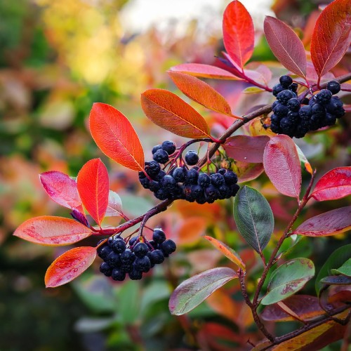 aronia-czarnoowocowa-aronia-melanocarpa-zielonapara-sadzonka-duza-zdrowa-jadalne-owoce