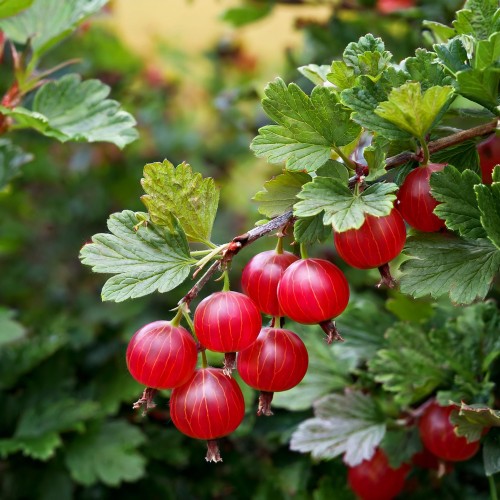 agrest-czerwony-ribes-uva-crispa-kamieniar-zielonapara-sadzonka-duza-zdrowa-jadalne-owoce