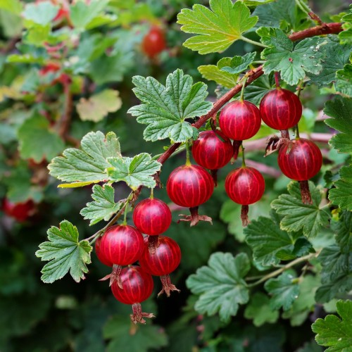 agrest-czerwony-ribes-uva-crispa-kamieniar-zielonapara-sadzonka-duza-zdrowa-jadalne-owoce