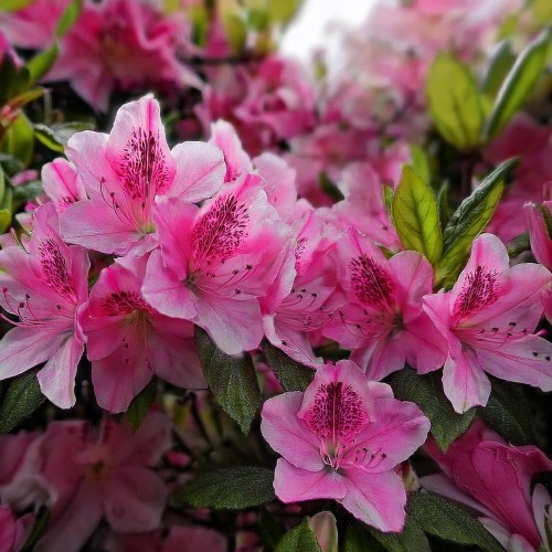 azalia-japonska-rhododendron-japonicum-kermesina-rose-zielonapara-sadzonka-duza-zdrowa-rozowe-kwiaty
