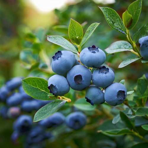 borowka-amerykanska-vaccinium-corymbosum-chandler-p9-zielonapara-sadzonka-duza-zdrowa-duze-owoce
