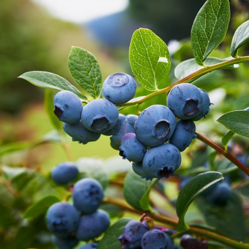 borowka-amerykanska-vaccinium-corymbosum-chandler-p9-zielonapara-sadzonka-duza-zdrowa-duze-owoce